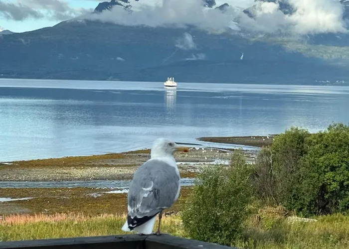 Above The Arctic Circle Olderdalen