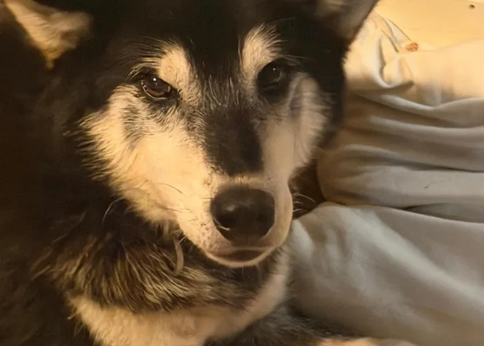 Above The Arctic Circle Olderdalen